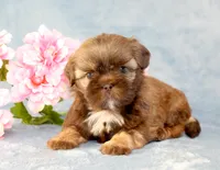 Ruffles AKC, a female Shih Tzu for sale in Manheim, PA – Photo 5 of 9