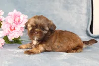 Ruffles AKC, a female Shih Tzu for sale in Manheim, PA – Photo 9 of 9