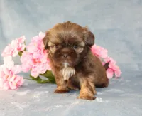 Ruffles AKC, a female Shih Tzu for sale in Manheim, PA – Photo 8 of 9