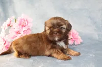 Ruffles AKC, a female Shih Tzu for sale in Manheim, PA – Photo 3 of 9