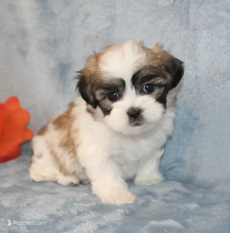 Heavenly, a female Shichon for sale in Manheim, PA – Photo 1 of 8