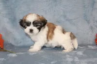 Heavenly, a female Shichon for sale in Manheim, PA – Photo 5 of 8