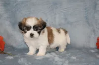 Heavenly, a female Shichon for sale in Manheim, PA – Photo 2 of 8