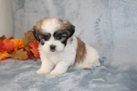 Heavenly, a female Shichon for sale in Manheim, PA – Photo 6 of 8
