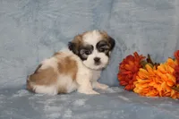 Heavenly, a female Shichon for sale in Manheim, PA – Photo 3 of 8