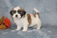 Heavenly, a female Shichon for sale in Manheim, PA – Photo 4 of 8
