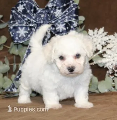 Tipton – Bichon Frise puppy for sale in Manheim, PA