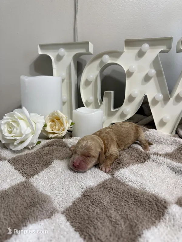 Muffin🤎 - mini Goldendoodle  – Golden Retriever, Poodle - Miniature  puppy for sale in Noblesville, IN