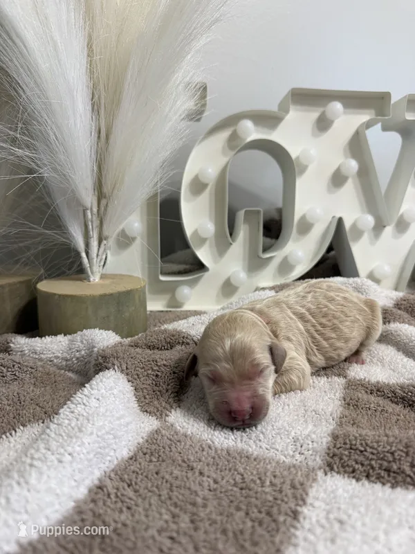 Sweetie🩷 - mini goldendoodle  – Golden Retriever, Poodle - Miniature  puppy for sale in Noblesville, IN