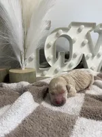 Sweetie🩷 - mini goldendoodle , a female Golden Retriever and Poodle - Miniature  for sale in Noblesville, IN – 1 of 2