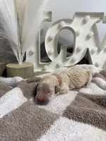 Sweetie🩷 - mini goldendoodle , a female Golden Retriever and Poodle - Miniature  for sale in Noblesville, IN – 2 of 2