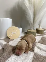 Honey 🖤 - mini goldendoodle, a female Golden Retriever and Poodle - Miniature  for sale in Noblesville, IN – 2 of 2