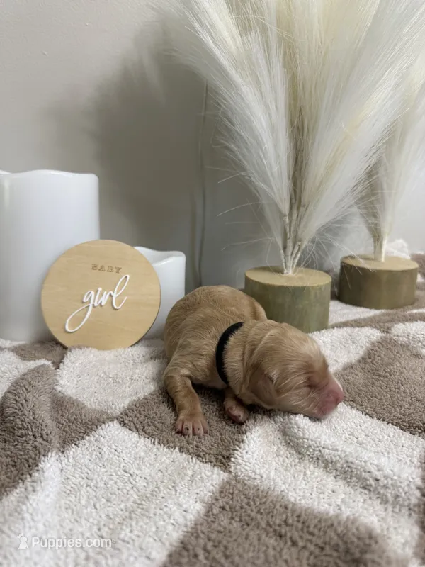 Honey 🖤 - mini goldendoodle – Golden Retriever, Poodle - Miniature  puppy for sale in Noblesville, IN