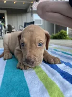 Male Fawn Merle Great Dane with Blue Eyes, a male Great Dane for sale in Kingston, GA – 5 of 5
