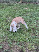 Male Harlequin Great Dane with One Blue Eye, a male Great Dane for sale in Kingston, GA – 2 of 8