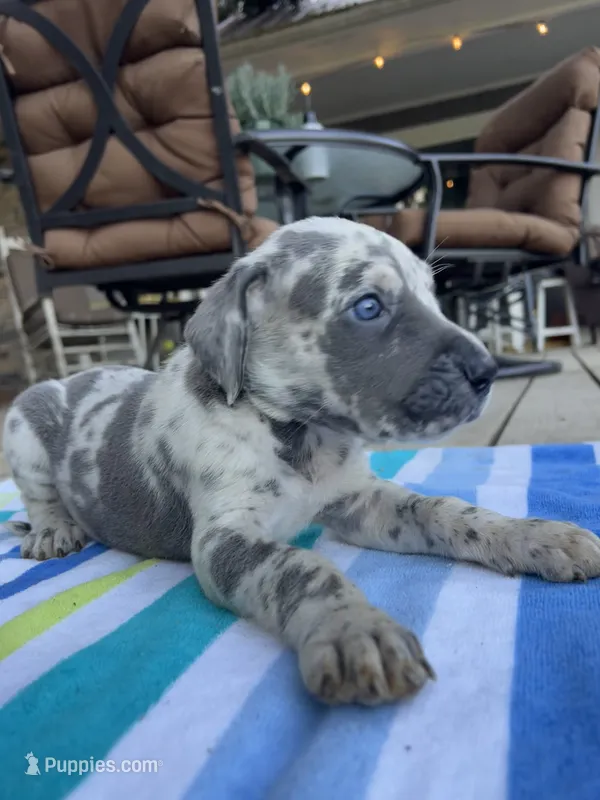 Light Grey Merle Female Great Dane – Great Dane puppy for sale in Kingston, GA