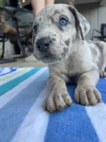 Female Gray Merle with Blue Eyes, a female Great Dane for sale in Kingston, GA – 1 of 5
