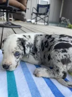 Male Speckled Merlequin Great Dane with Light Eyes, a male Great Dane for sale in Kingston, GA – 2 of 4