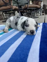 Male Speckled Merlequin Great Dane with Light Eyes, a male Great Dane for sale in Kingston, GA – 4 of 4