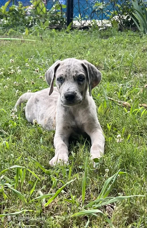 Female Gray Merle with Blue Eyes – Great Dane puppy for sale in Kingston, GA