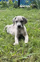 Female Muted Gray Merle with Light Eyes, a female Great Dane for sale in Kingston, GA – 1 of 8