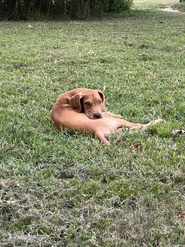 Male Fawn Merle Great Dane with Blue Eyes – Great Dane puppy for sale in Kingston, GA