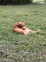 Male Fawn Merle Great Dane with Blue Eyes, a male Great Dane for sale in Kingston, GA – 1 of 9