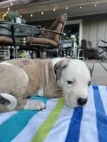 Male Harlequin Great Dane with Blue Eyes, a male Great Dane for sale in Kingston, GA – 4 of 5