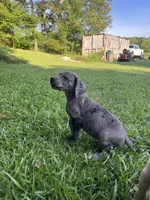 Dark Grey Merle Female Great Dane, a female Great Dane for sale in Kingston, GA – 3 of 8
