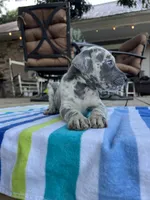 Light Grey Merle Female Great Dane, a female Great Dane for sale in Kingston, GA – 2 of 5