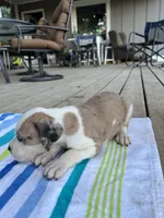 Male Harlequin Great Dane with Blue Eyes, a male Great Dane for sale in Kingston, GA – 2 of 5