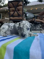 Light Grey Merle Female Great Dane, a female Great Dane for sale in Kingston, GA – 3 of 5