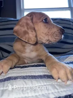 Red Fawn Merle Great Dane Male