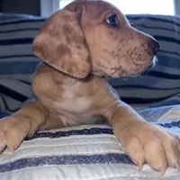 Red Fawn Great Dane Male, a male Great Dane for sale in Kingston, GA – Photo 2 of 5