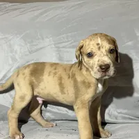 Red Fawn Great Dane Male, a male Great Dane for sale in Kingston, GA – Photo 5 of 5