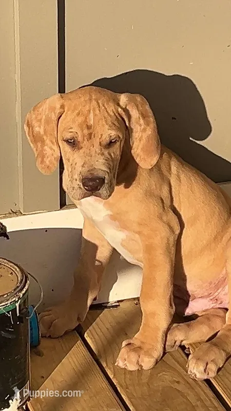 Red Fawn Merle Great Dane Male