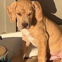 Red Fawn Great Dane Male, a male Great Dane for sale in Kingston, GA – Photo 1 of 5