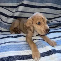 Red Fawn Great Dane Male, a male Great Dane for sale in Kingston, GA – Photo 4 of 5