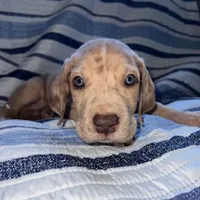 Red Fawn Great Dane Male, a male Great Dane for sale in Kingston, GA – Photo 3 of 5