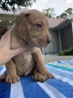 Male Fawn Merle Great Dane with Blue Eyes, a male Great Dane for sale in Kingston, GA – 2 of 5