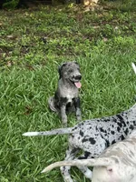 Dark Grey Merle Female Great Dane, a female Great Dane for sale in Kingston, GA – 4 of 8