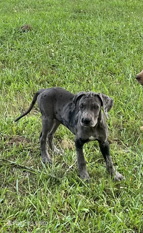 Dark Grey Merle Female Great Dane – Great Dane puppy for sale in Kingston, GA