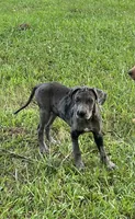 Dark Grey Merle Female Great Dane, a female Great Dane for sale in Kingston, GA – 1 of 8