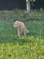 Male Fawn Merle Great Dane with Blue Eyes, a male Great Dane for sale in Kingston, GA – 2 of 10