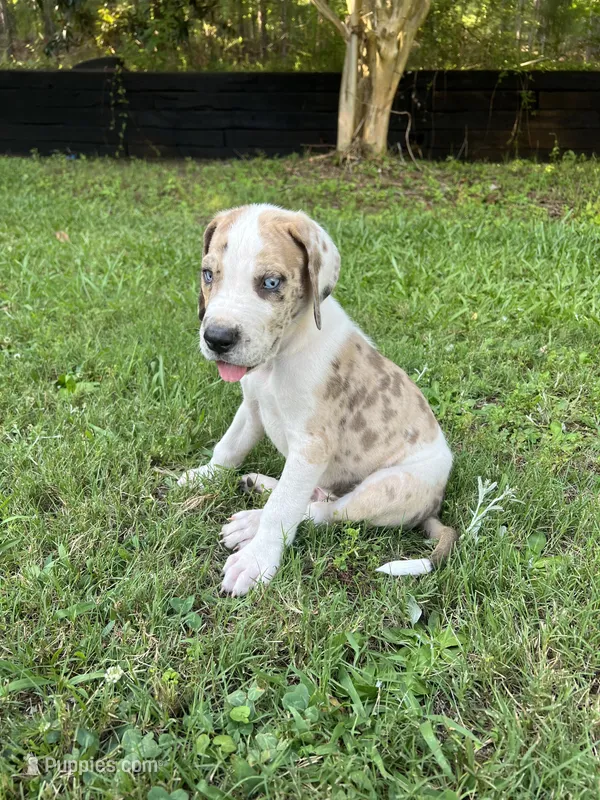 Male Harlequin with Brown Patches and Light Eyes – Great Dane puppy for sale in Kingston, GA