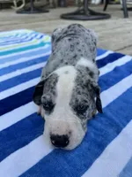 Female Mantle Merle with Light Eyes, a female Great Dane for sale in Kingston, GA – 5 of 5