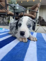 Female Mantle Merle with Light Eyes, a female Great Dane for sale in Kingston, GA – 2 of 5