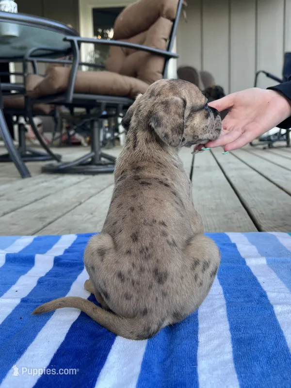 Male Dark Merle Great Dane Light Eyes – Great Dane puppy for sale in Kingston, GA