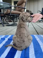 Male Dark Merle Great Dane Light Eyes, a male Great Dane for sale in Kingston, GA – 1 of 5