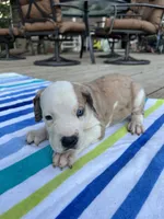 Male Harlequin Great Dane with Blue Eyes, a male Great Dane for sale in Kingston, GA – 5 of 5